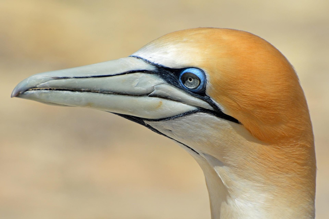 Northern gannet, bird, animal — Nangs Delivery Service | Convenient & Reliable Online Ordering