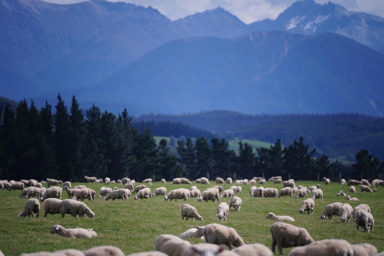 Sheep, new zealand, farm — Why You Should Apply For Astart Up Visa Canada
